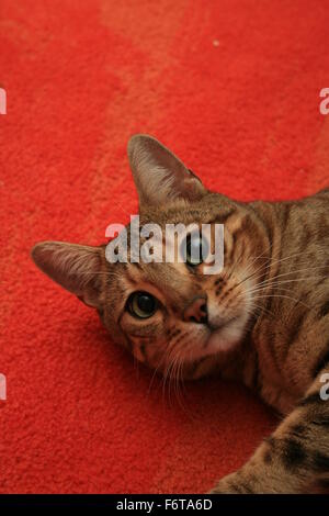 Bengal chat sur tapis rouge, félin hybride (Felis catus × Prionailurus bengalensis bengalensis) Banque D'Images