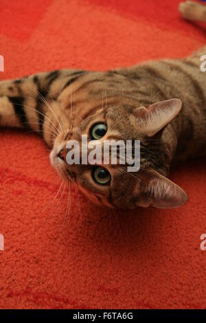 Bengal chat sur tapis rouge, félin hybride, Felis catus X Prionailurus bengalensis bengalensis Banque D'Images