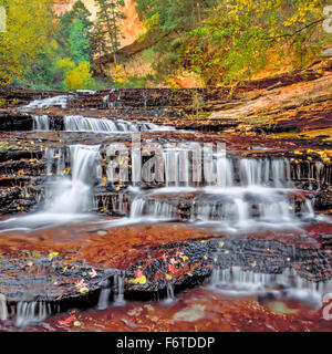 Couleurs d'automne à l'archange le long de cascades de gauche à la fourche de north Creek dans le parc national de Zion, Utah Banque D'Images