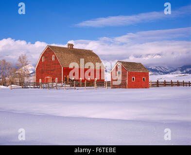 granges rouges dans un champ enneigé sous les montagnes bridger près de belgrade, montana Banque D'Images