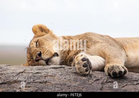 Lionne dormant sur la roche, Serengeti NP, Tanzania, Africa Banque D'Images