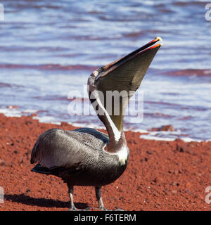 Un pélican brun (Pelecanus occidentalis) manger du poisson rouge au Îles Galapagos, Equateur, Pacifique, Amérique du Sud Banque D'Images