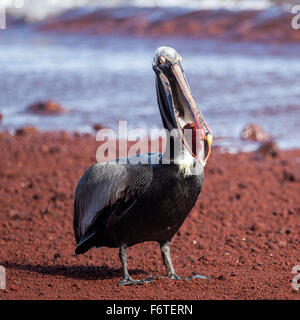 Un pélican brun (Pelecanus occidentalis) manger du poisson rouge au Îles Galapagos, Equateur, Pacifique, Amérique du Sud Banque D'Images