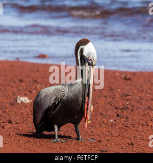 Un pélican brun (Pelecanus occidentalis) manger du poisson rouge au Îles Galapagos, Equateur, Pacifique, Amérique du Sud Banque D'Images