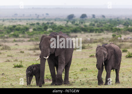 Deux éléphants d'Afrique bébé avec la mère, Masai Mara, Kenya, Banque D'Images