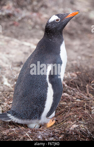 Manchots Papous (Pygoscelis papua) sur son nid avec des œufs. Îles Falkland. Banque D'Images