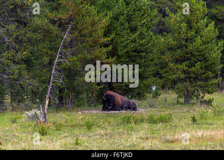 Couché dans l'herbe de bison, Yellowstone Banque D'Images