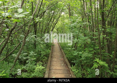 Randonnée sentier Beaver dans Pictured Rocks National Lakeshore, dans la péninsule supérieure du Michigan Banque D'Images