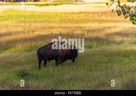 Mange de l'herbe de bison, Yellowstone Banque D'Images