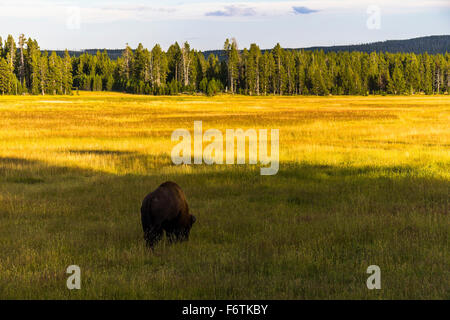 Mange de l'herbe de bison, Yellowstone Banque D'Images