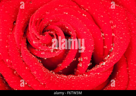 Vue macro d'une rose rouge vif avec des pétales disposés en spirales avec de l'eau humide gouttes Banque D'Images