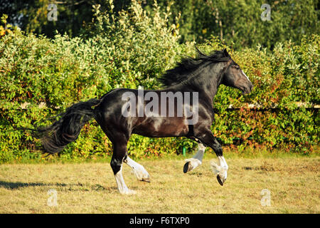 Cheval de Trait lourd shire noir va galoper sur le pâturage Banque D'Images