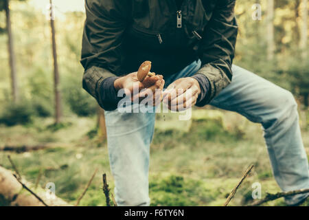 Homme mature montrant bay bolet, champignons boletus badius Banque D'Images