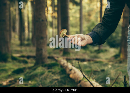 Homme mature montrant bay bolet, champignons boletus badius Banque D'Images