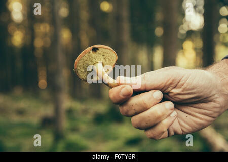 Homme mature montrant bay bolet, champignons boletus badius Banque D'Images