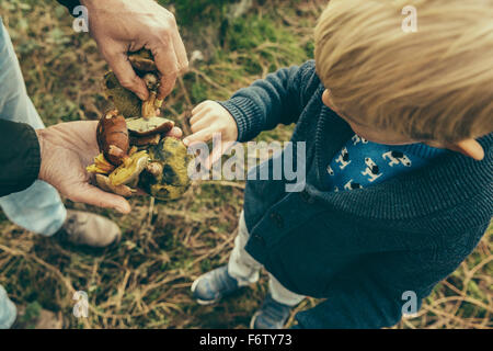 Petit garçon à la recherche de champignons bolets bay dans la main de l'homme Banque D'Images