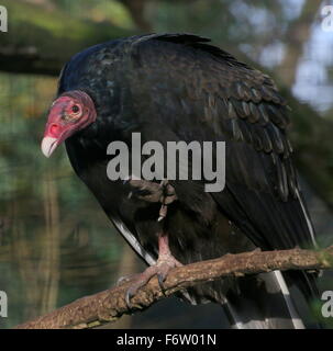 Nouveau Monde urubu ou Turquie buzzard (Cathartes aura) - oiseaux en captivité dans un zoo. Banque D'Images