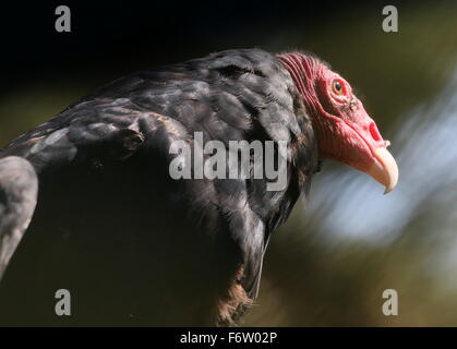 Nouveau Monde urubu ou Turquie buzzard (Cathartes aura), close-up, vu de profil Banque D'Images