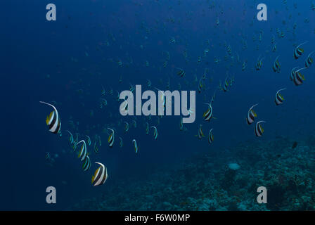 Heniochhus diphreutes bannerfish, scolarisation, Chetodontidae, Sharm el Sheikh, Mer Rouge, Egypte Banque D'Images