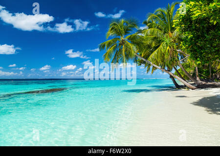 Coco Palms sur Paradise beach Banque D'Images