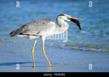 Oiseau heron avec poisson dans la bouche sur la plage Banque D'Images