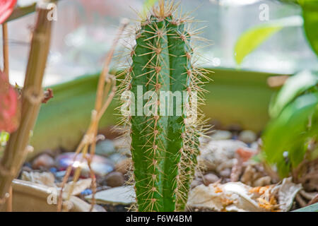 Cactus solitaire en pot Banque D'Images