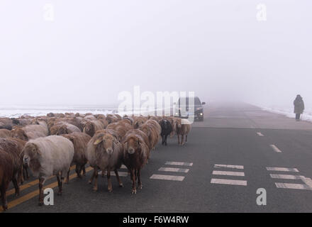 Urumqi, Chine, la Région autonome du Xinjiang Uygur. 20 Nov, 2015. Un berger de moutons des lecteurs dans un épais brouillard à la périphérie d'Urumqi, capitale du nord-ouest de la Chine, la Région autonome du Xinjiang Uygur, le 20 novembre, 2015. L'observatoire météorologique local jeudi soir a émis une alerte jaune d'un épais brouillard. Credit : Wang Fei/Xinhua/Alamy Live News Banque D'Images