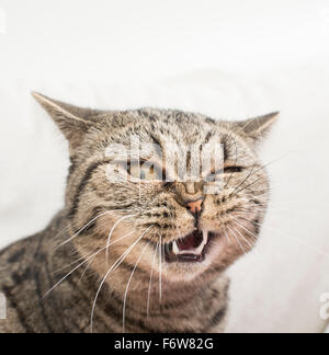 Cat avec drôle et fou d'expression. Visage de choc et de dégoût. Banque D'Images