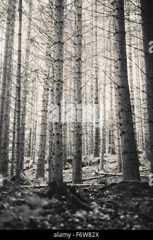 Des arbres dans la forêt sombre et effrayant. Désert, sans les gens. Banque D'Images