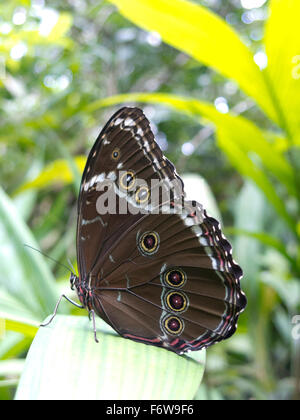 Owl, papillon Caligo sp., dans la forêt amazonienne. Le parc Madidi, Santa Cruz de la région. La Bolivie. Banque D'Images