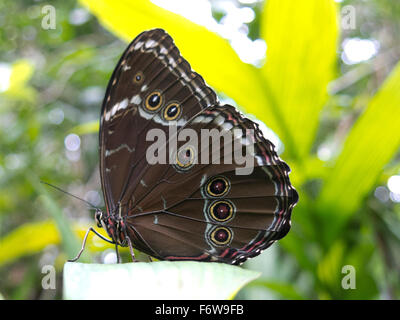 Owl, papillon Caligo sp., dans la forêt amazonienne. Le parc Madidi, Santa Cruz de la région. La Bolivie. Banque D'Images