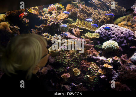 Royaume-uni, Angleterre, dans le Yorkshire, Hull, l'aquarium marin profond, les récifs coralliens, les visiteurs à la recherche de poissons de récif de coraux colorés et Banque D'Images