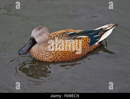 Rouge argentin Canard souchet (Anas platalea) mâle Banque D'Images