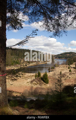 Trossachs, l'Écosse. Vue pittoresque sur le Loch Drunkie situé sur la route forestière de la Queen Elizabeth Forest Park. Banque D'Images