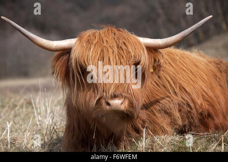 Trossachs, l'Écosse. Vue pittoresque de Highland vaches se reposant et le pâturage dans un champ au sein d'Achray Forêt. Banque D'Images