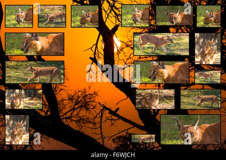Caracal collage africain Banque D'Images