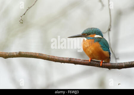 Kingfisher (Alcedo atthis) au printemps, l'Europe Banque D'Images