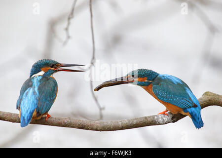 Le comportement de cour d'un couple de martin-pêcheurs. L'homme offre un poisson à sa femelle avant l'accouplement. L'Estonie, de l'Europe. Banque D'Images