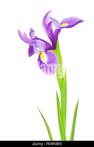 Belle fleur pourpre iris, isolated on white Banque D'Images