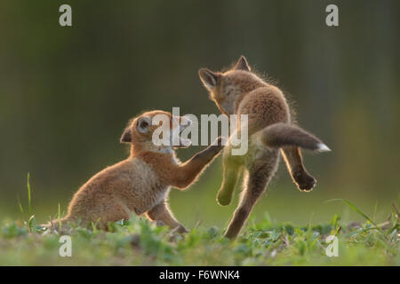 Jouer Red Fox (Vulpes vulpes). L'Europe Banque D'Images