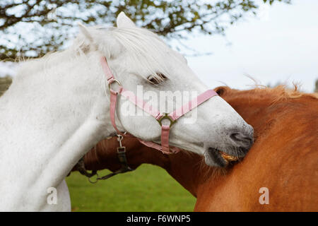 Deux chevaux sur un pâturage preen et apparaître comme leur affection Banque D'Images