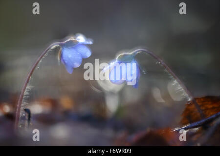 Hepatica Hepatica nobilis (fleurs) au printemps. L'Europe Banque D'Images