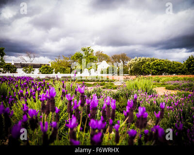 Jardin de lavande, Baylonstoren ferme, Franschhoek, Western Cape, Afrique du Sud Banque D'Images