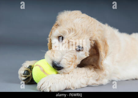 Cute puppy goldendoodle avec balle de tennis Banque D'Images