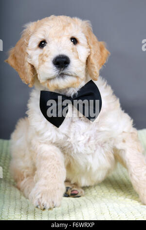 Chiots Goldendoodle avec noeud papillon noir Banque D'Images