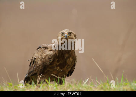 L'aigle pomarin (Aquila pomarina) au printemps. L'Europe Banque D'Images
