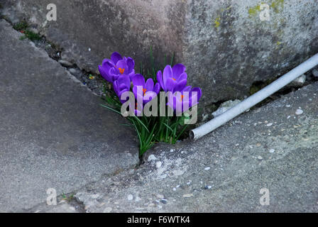 Crocus vernus (Printemps, Crocus Crocus géant) est une espèce de famille Iridaceae, originaire des Alpes, les Pyrénées, et dans les Balkans. Ses cultivars et ceux de Crocus Crocus flavus (Néerlandais) sont utilisées comme plantes ornementales. Le Crocusses néerlandais sont plus grandes que les autres espèces cultivées Crocus Crocus chrysanthus (p. ex.). En fonction de l'année, le Crocus vernus commence à fleurir sur le même temps ou jusqu'à 2 semaines après l'Crocus Crocus chrysanthus (neige) commence à fleurir. Hauteur : 4 à 6' (10-15 cm). Banque D'Images