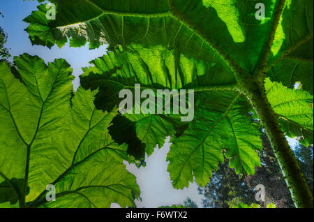 Gunnera plante au jardins perdus de Heligan à Cornwall Banque D'Images