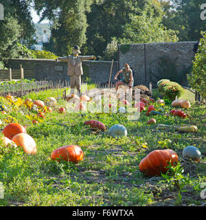 La citrouille dans le potager à l'jardins perdus de heligan à Cornwall, Angleterre, Royaume-Uni Banque D'Images