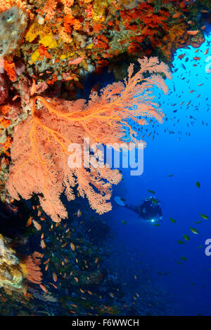 Dendronephthya Softcoral et récifs coralliens et de plongée sous marine, l'archipel Alor, l'Indonésie, Sawu, Pantarstrait la Mer, Océan Indien Banque D'Images